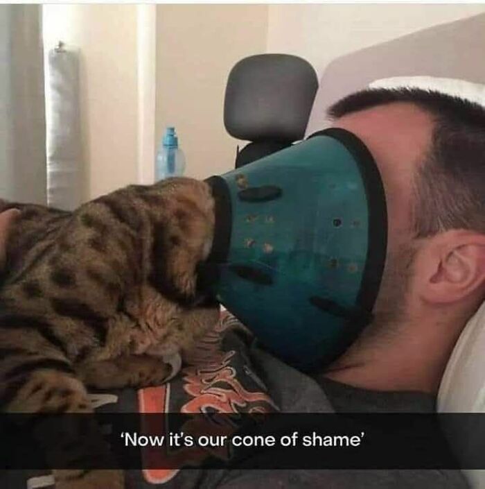 These 79 Cat Memes Are So Good, You’ll Wish You Could Actually Tag Your Kitty