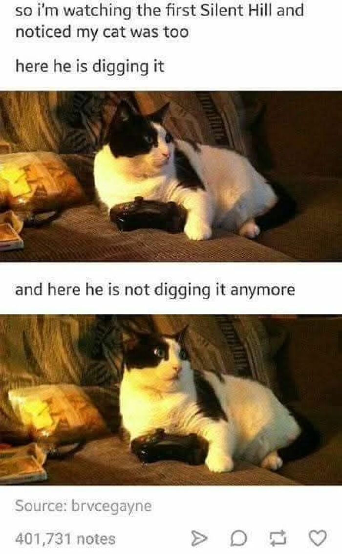These 79 Cat Memes Are So Good, You’ll Wish You Could Actually Tag Your Kitty