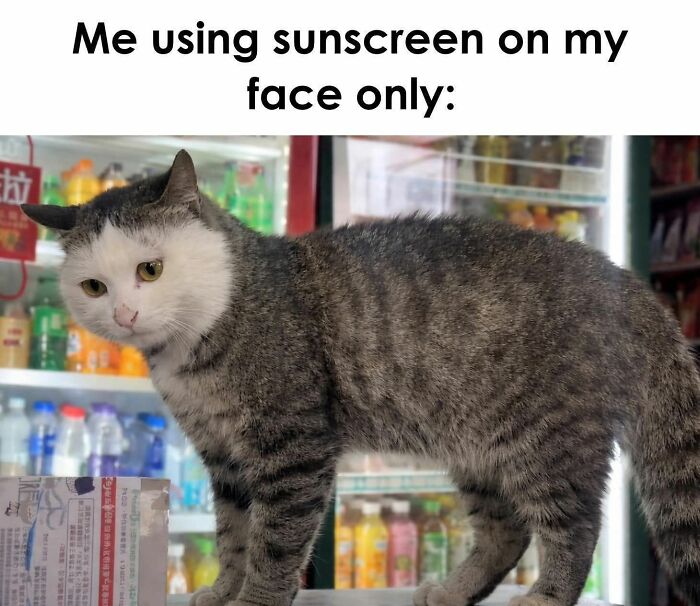 These 79 Cat Memes Are So Good, You’ll Wish You Could Actually Tag Your Kitty