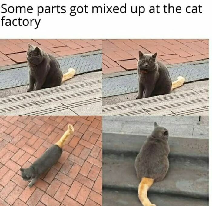 These 79 Cat Memes Are So Good, You’ll Wish You Could Actually Tag Your Kitty