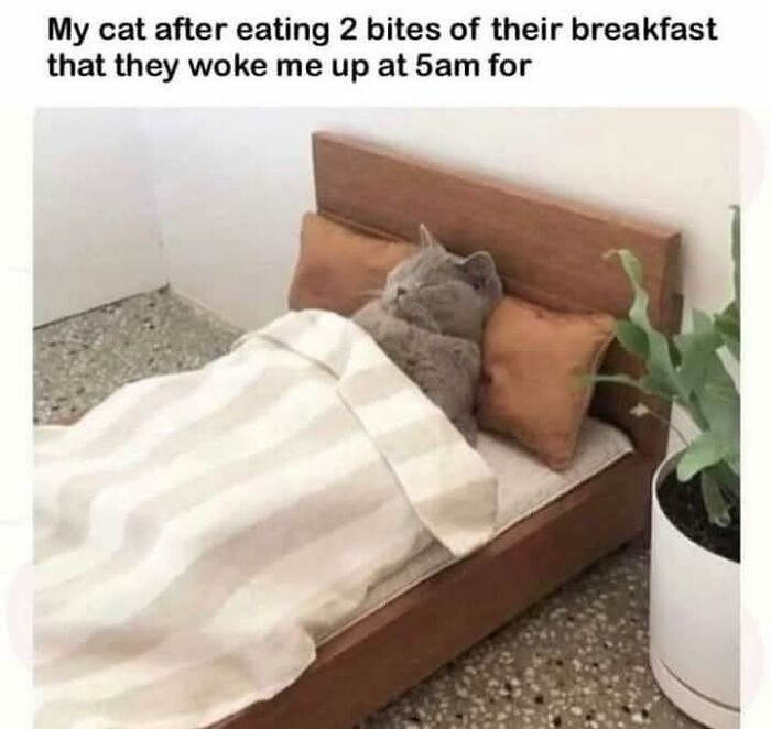 These 79 Cat Memes Are So Good, You’ll Wish You Could Actually Tag Your Kitty