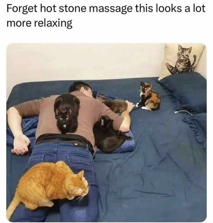 These 79 Cat Memes Are So Good, You’ll Wish You Could Actually Tag Your Kitty