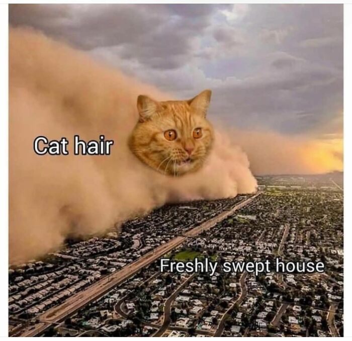These 79 Cat Memes Are So Good, You’ll Wish You Could Actually Tag Your Kitty