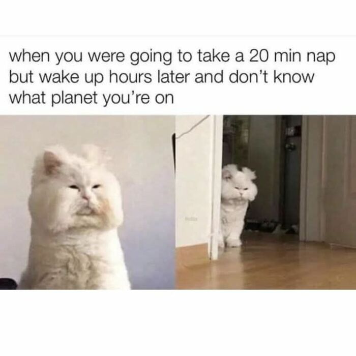 These 79 Cat Memes Are So Good, You’ll Wish You Could Actually Tag Your Kitty