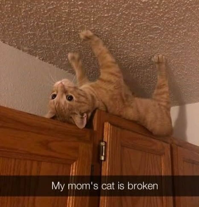 These 79 Cat Memes Are So Good, You’ll Wish You Could Actually Tag Your Kitty