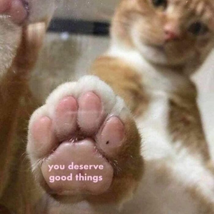 These 79 Cat Memes Are So Good, You’ll Wish You Could Actually Tag Your Kitty