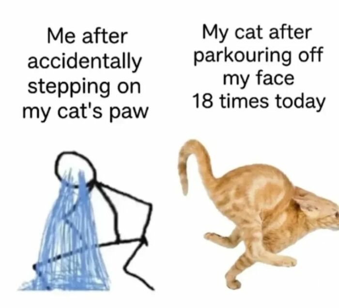These 79 Cat Memes Are So Good, You’ll Wish You Could Actually Tag Your Kitty