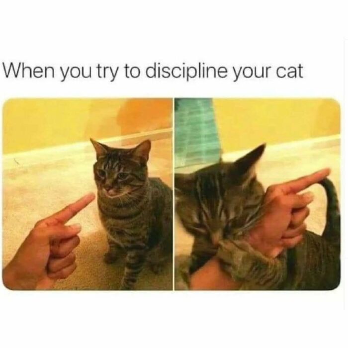 These 79 Cat Memes Are So Good, You’ll Wish You Could Actually Tag Your Kitty