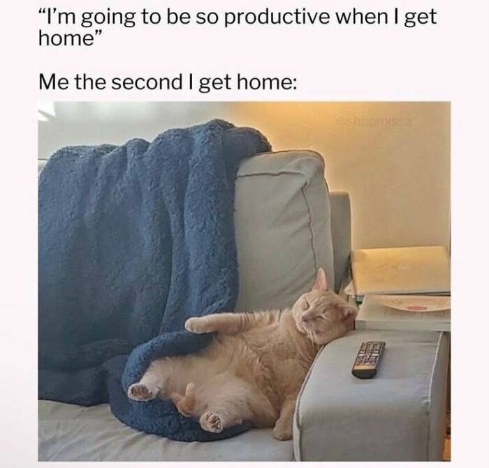 These 79 Cat Memes Are So Good, You’ll Wish You Could Actually Tag Your Kitty