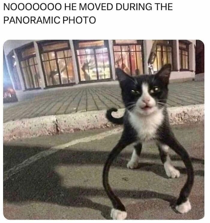 These 79 Cat Memes Are So Good, You’ll Wish You Could Actually Tag Your Kitty