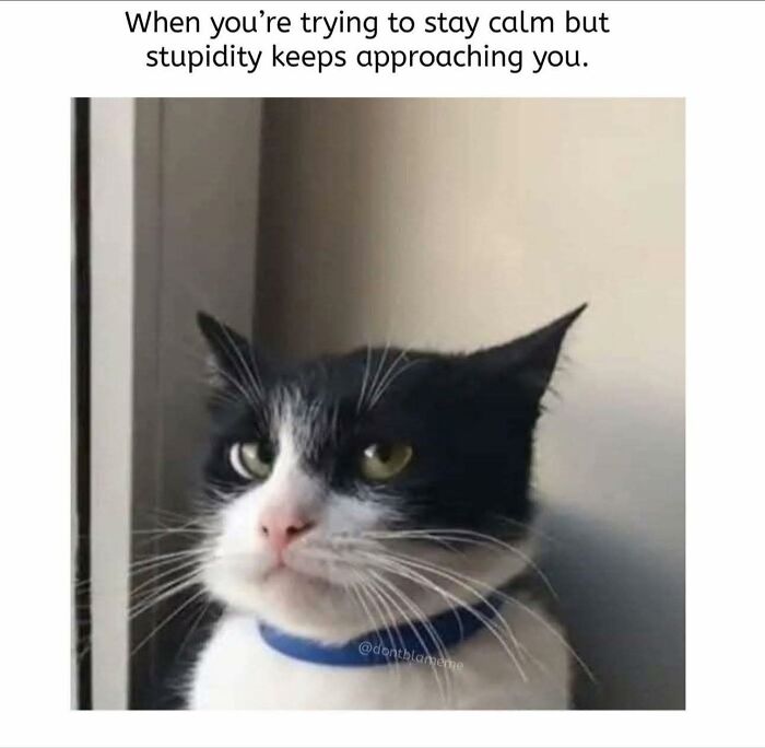 These 79 Cat Memes Are So Good, You’ll Wish You Could Actually Tag Your Kitty