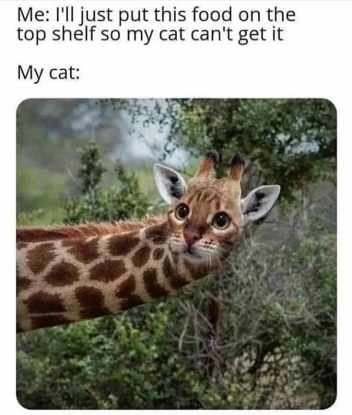 These 79 Cat Memes Are So Good, You’ll Wish You Could Actually Tag Your Kitty