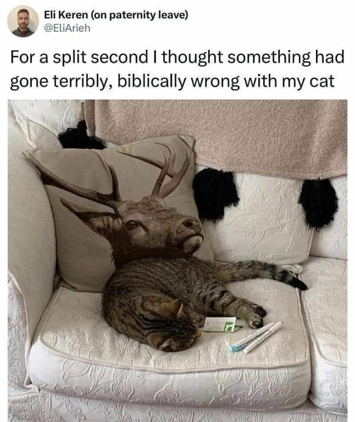 These 79 Cat Memes Are So Good, You’ll Wish You Could Actually Tag Your Kitty