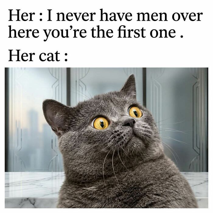 These 79 Cat Memes Are So Good, You’ll Wish You Could Actually Tag Your Kitty