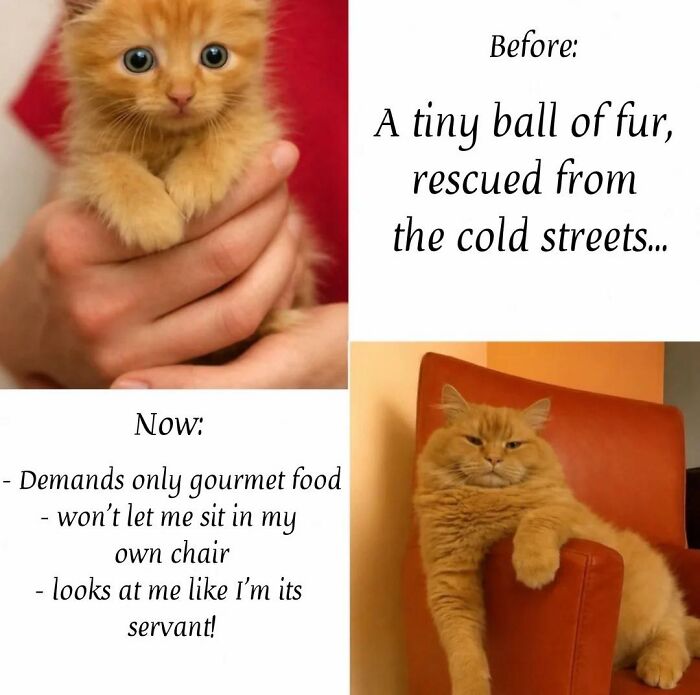 These 79 Cat Memes Are So Good, You’ll Wish You Could Actually Tag Your Kitty