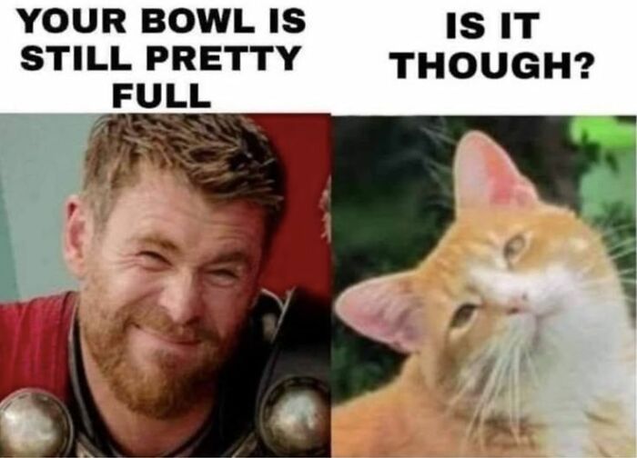 These 79 Cat Memes Are So Good, You’ll Wish You Could Actually Tag Your Kitty