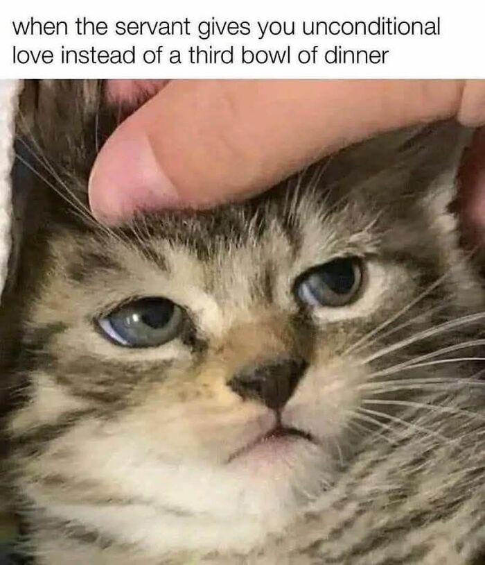 These 79 Cat Memes Are So Good, You’ll Wish You Could Actually Tag Your Kitty