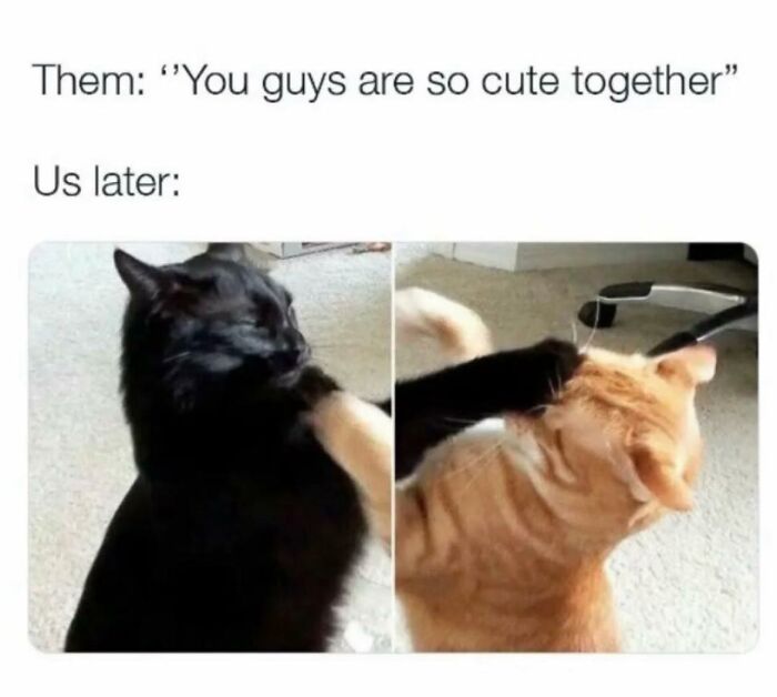 These 79 Cat Memes Are So Good, You’ll Wish You Could Actually Tag Your Kitty