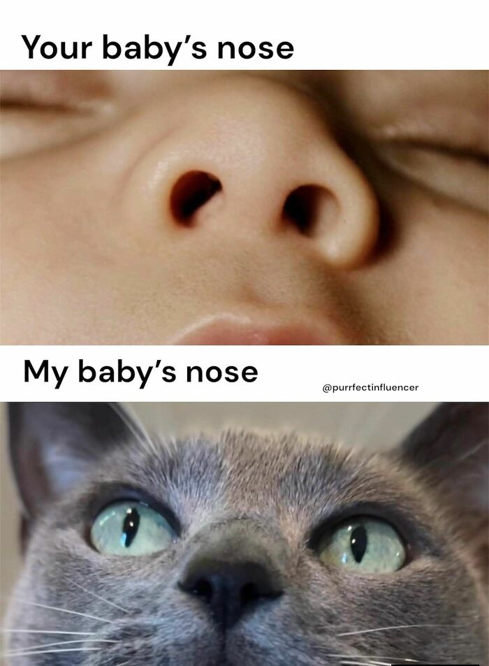These 79 Cat Memes Are So Good, You’ll Wish You Could Actually Tag Your Kitty