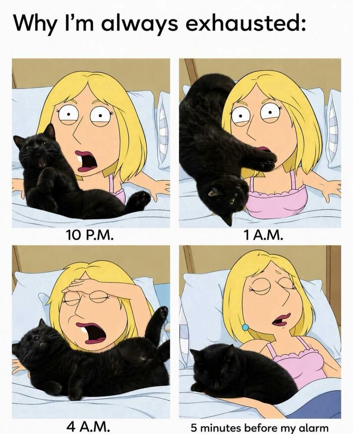 These 79 Cat Memes Are So Good, You’ll Wish You Could Actually Tag Your Kitty