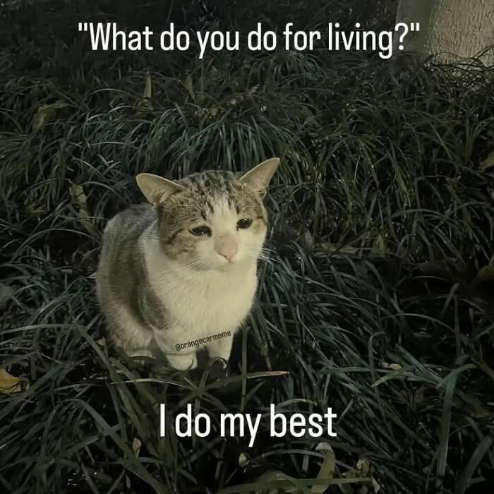 These 79 Cat Memes Are So Good, You’ll Wish You Could Actually Tag Your Kitty