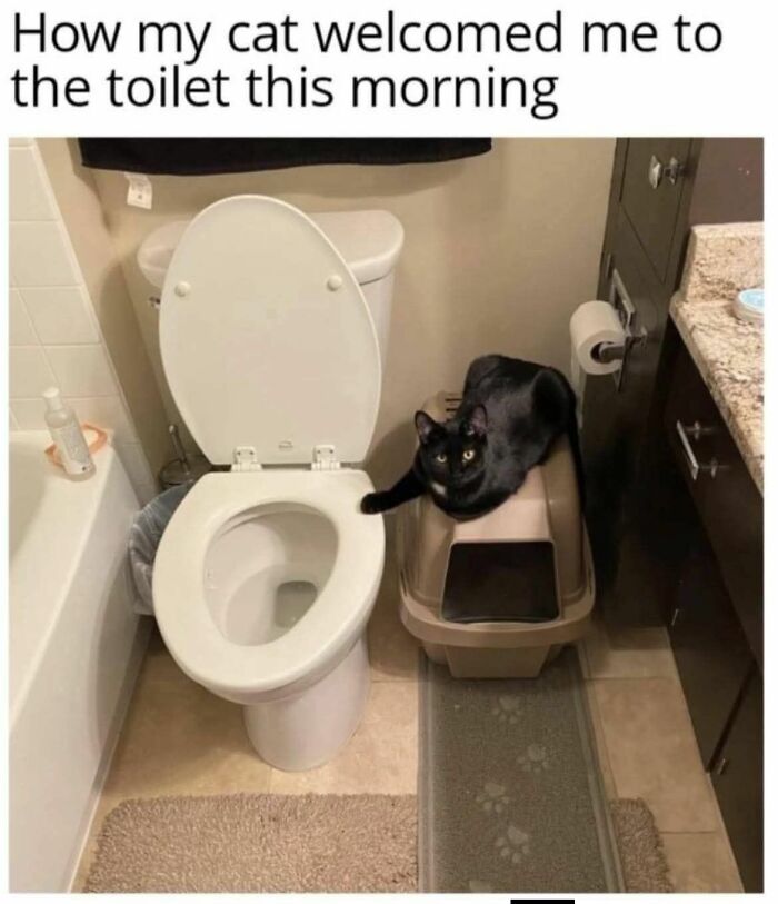 These 79 Cat Memes Are So Good, You’ll Wish You Could Actually Tag Your Kitty