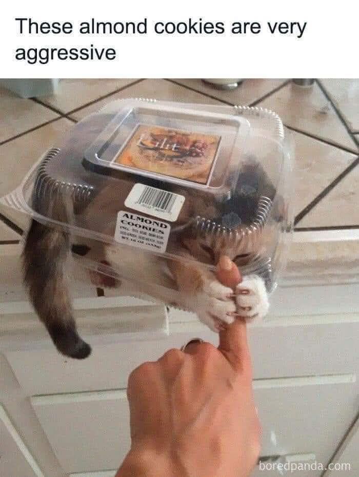 These 79 Cat Memes Are So Good, You’ll Wish You Could Actually Tag Your Kitty