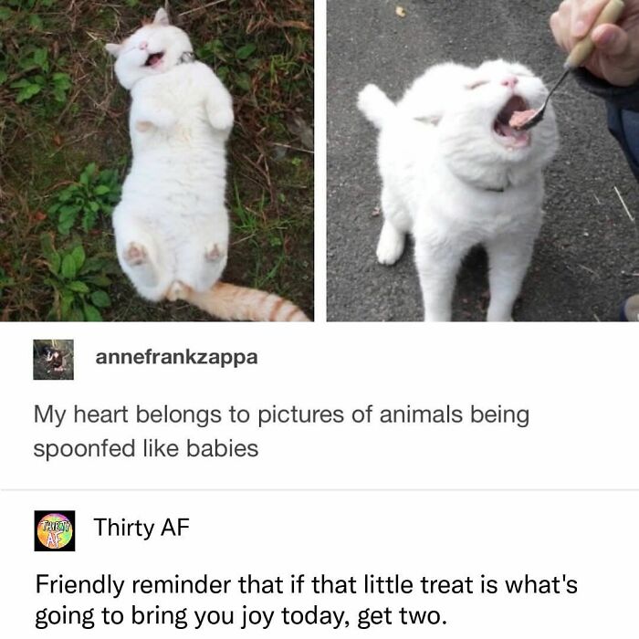 These 79 Cat Memes Are So Good, You’ll Wish You Could Actually Tag Your Kitty