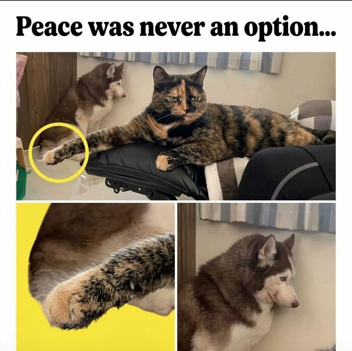 These 79 Cat Memes Are So Good, You’ll Wish You Could Actually Tag Your Kitty