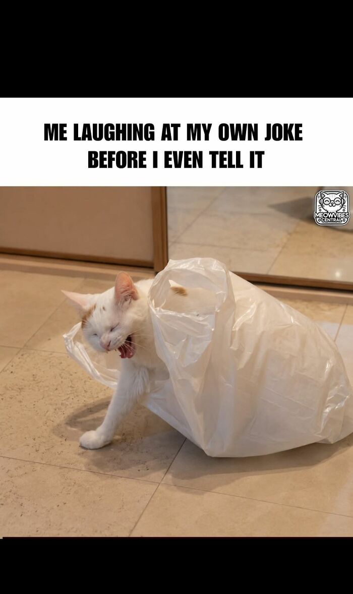 These 79 Cat Memes Are So Good, You’ll Wish You Could Actually Tag Your Kitty