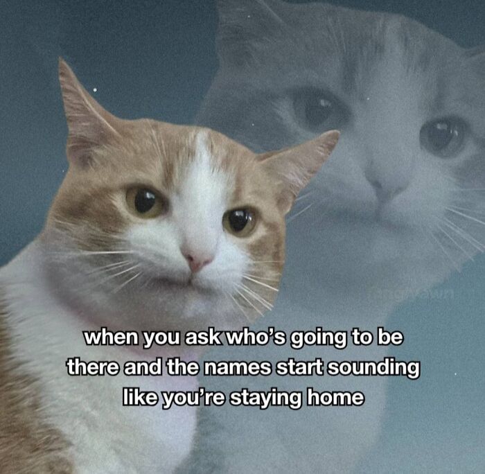 These 79 Cat Memes Are So Good, You’ll Wish You Could Actually Tag Your Kitty
