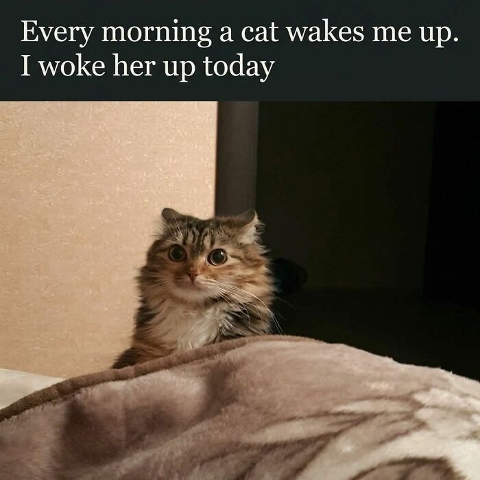 These 79 Cat Memes Are So Good, You’ll Wish You Could Actually Tag Your Kitty