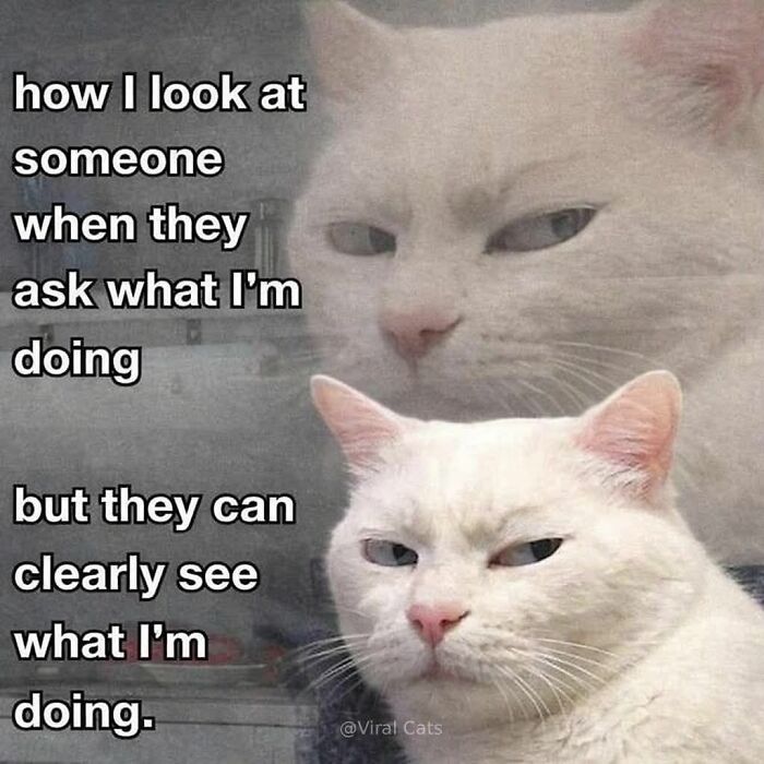 These 79 Cat Memes Are So Good, You’ll Wish You Could Actually Tag Your Kitty