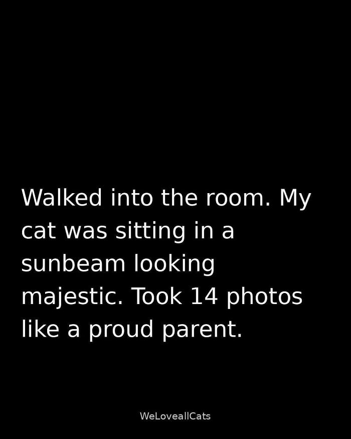 These 79 Cat Memes Are So Good, You’ll Wish You Could Actually Tag Your Kitty
