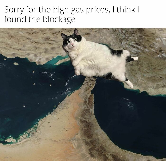 These 79 Cat Memes Are So Good, You’ll Wish You Could Actually Tag Your Kitty