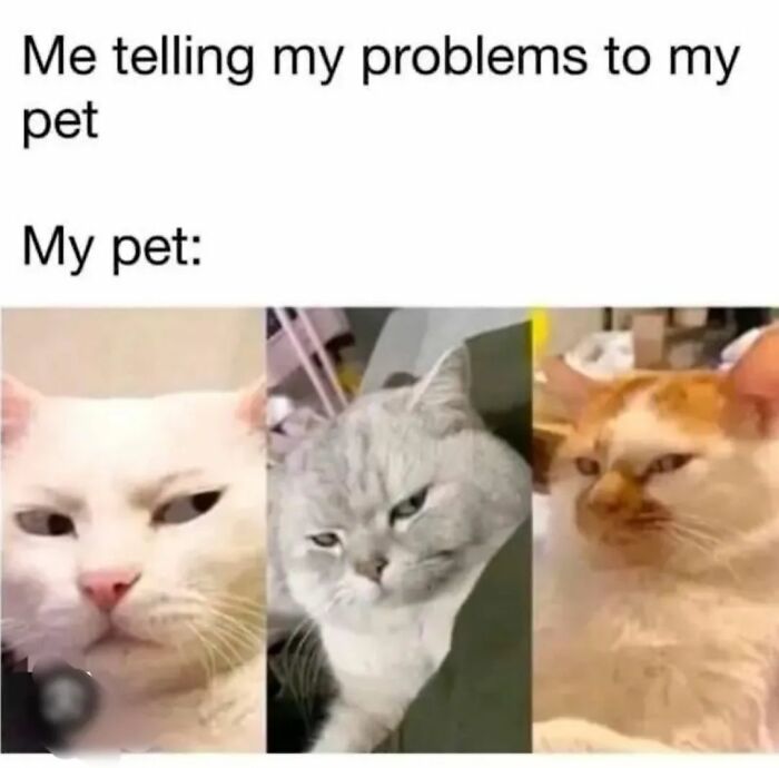 These 79 Cat Memes Are So Good, You’ll Wish You Could Actually Tag Your Kitty
