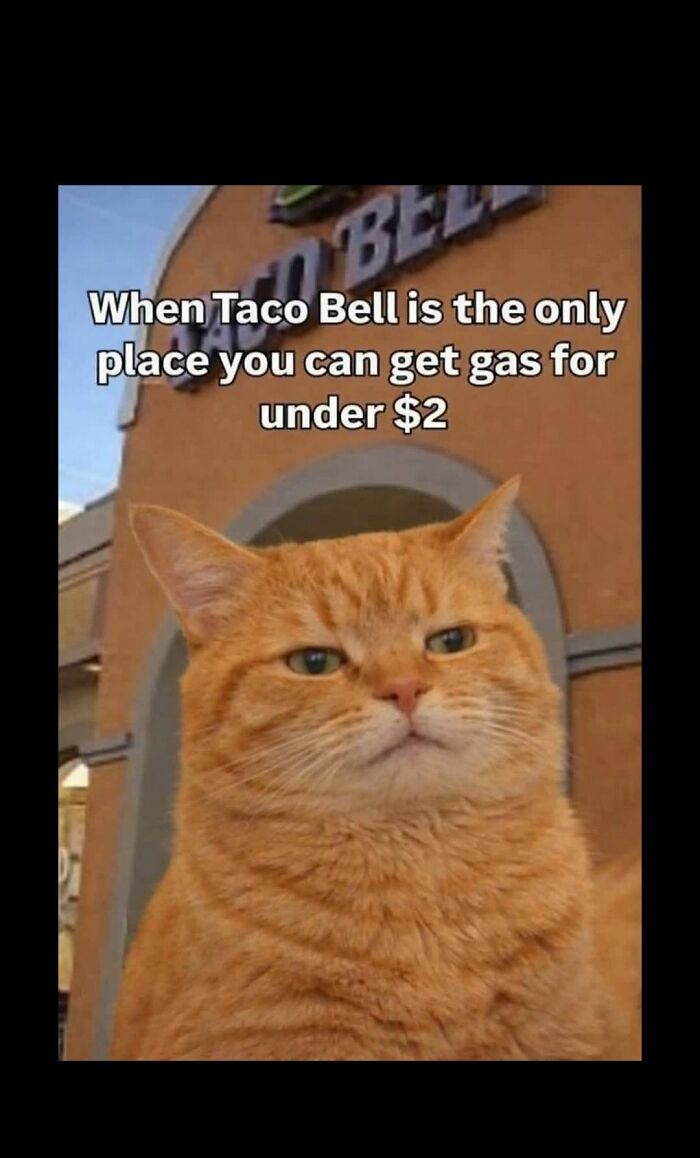 These 79 Cat Memes Are So Good, You’ll Wish You Could Actually Tag Your Kitty