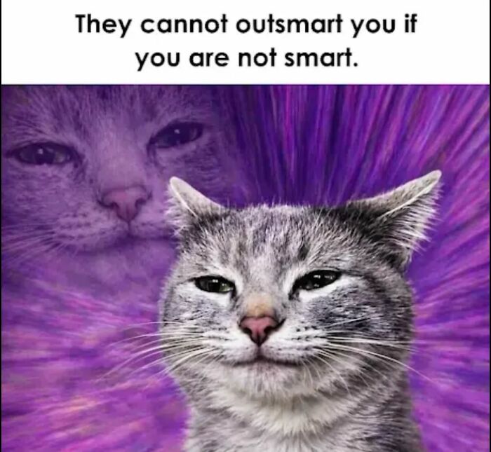 These 79 Cat Memes Are So Good, You’ll Wish You Could Actually Tag Your Kitty