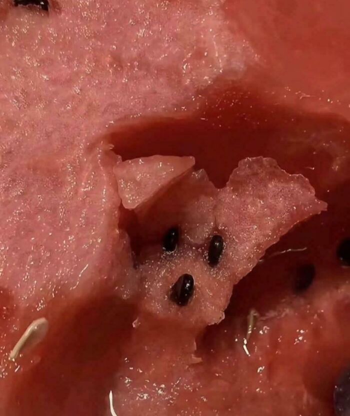 Watermelon Dog, Because Why Not?