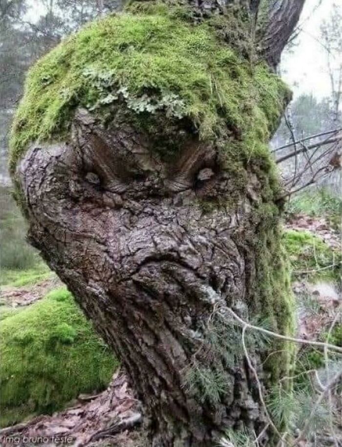 Birch Tree with the Ultimate Resting Face