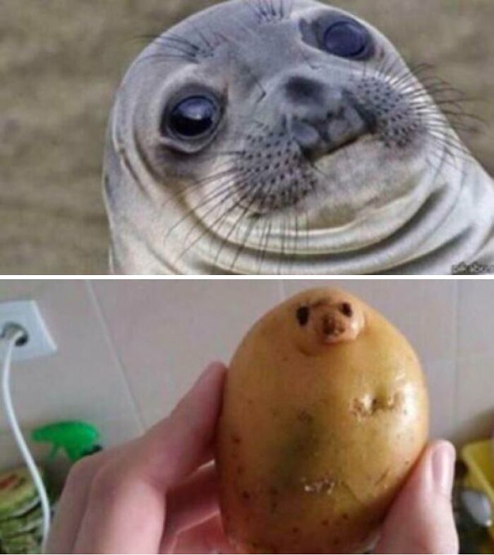 That Potato is Practically Giving You Side-Eye