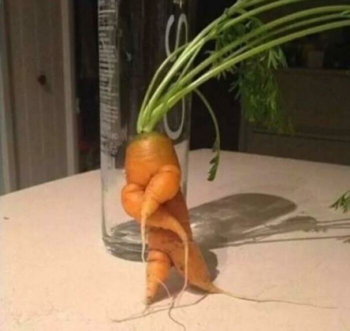 Rapping Carrot About to Drop a Hot Verse