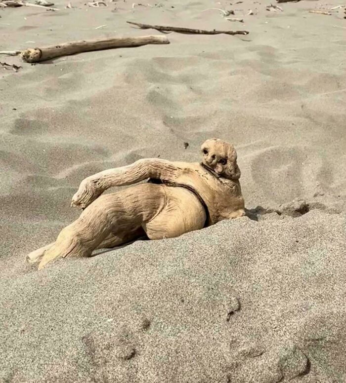 Sloth Posing Like a Fancy French Model