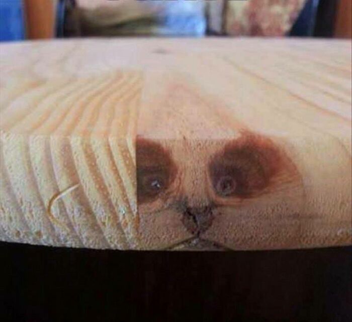 41 Hilarious Things That Look Like Other Things (Bet You Didn’t See That Coming!)