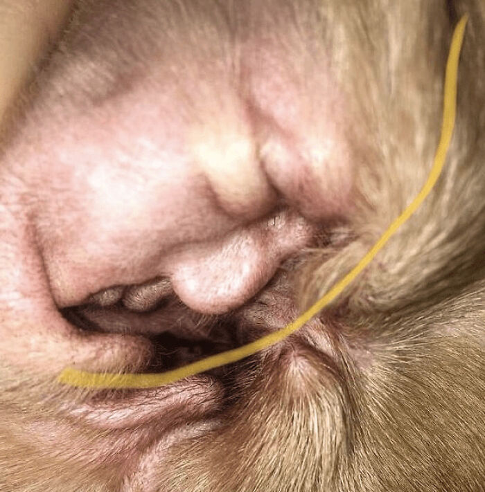 41 Hilarious Things That Look Like Other Things (Bet You Didn’t See That Coming!)