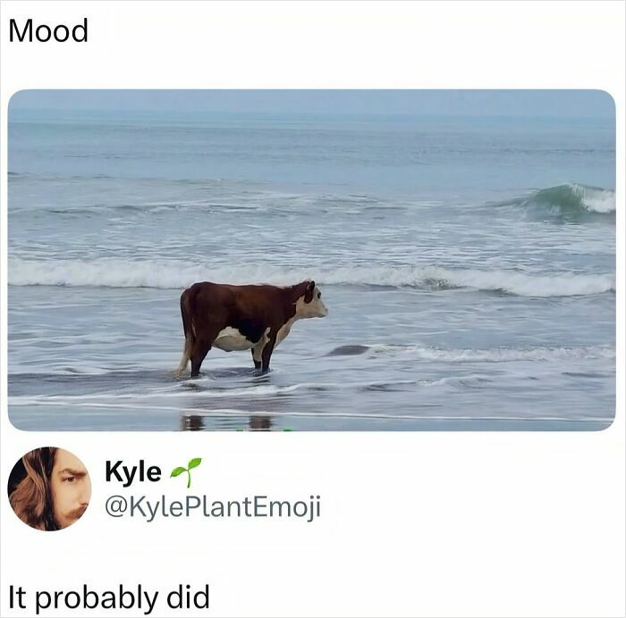103 Memes That Are So Random, You'll Probably Laugh (Or At Least Smile)