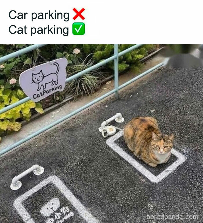 103 Memes That Are So Random, You'll Probably Laugh (Or At Least Smile)