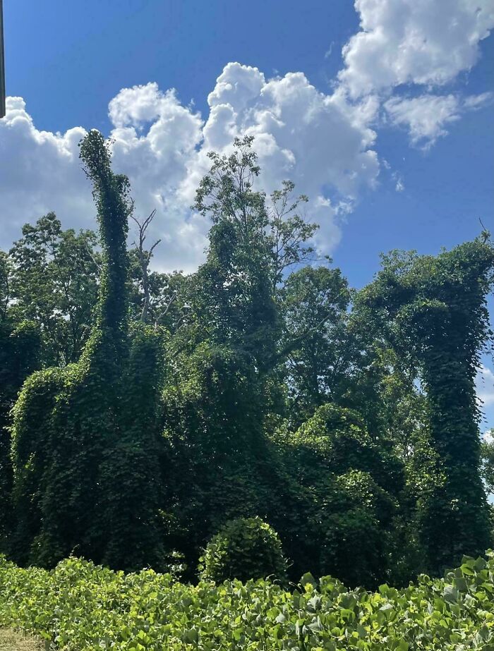Trees That Look Like A Bunch Of Jurassic Party Animals