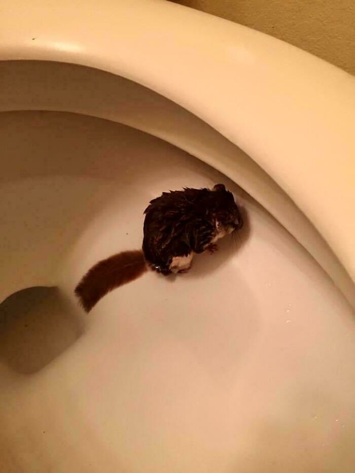 3am Toilet Surprise: Squirrel Swimming Party!