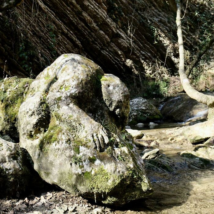 Curious Woodland Encounters That Left Me Scratching My Head